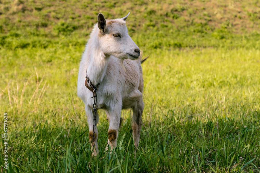 Goat eats high juicy grass