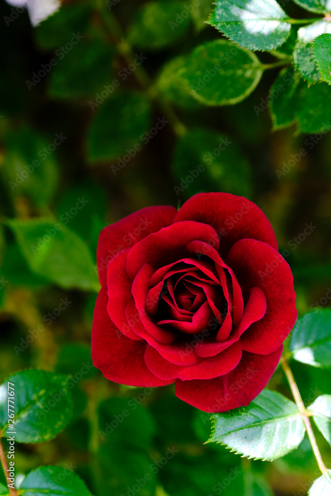 Rosa roja al natural en su rosal Stock Photo | Adobe Stock