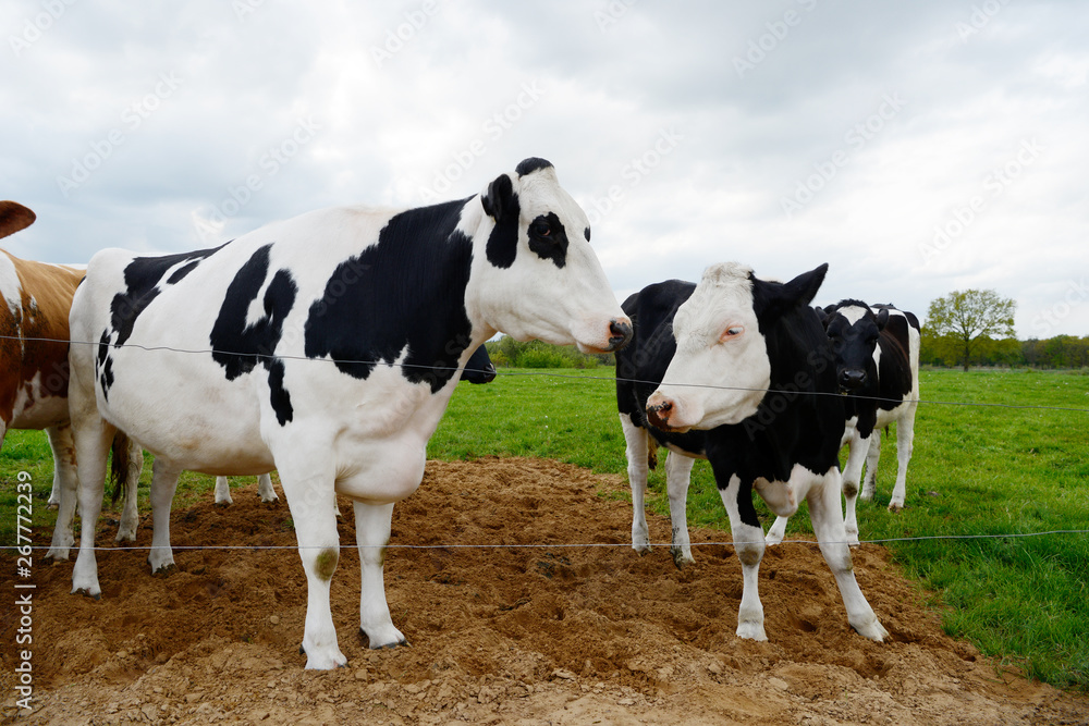 several black white cows standing on pasture at the fence