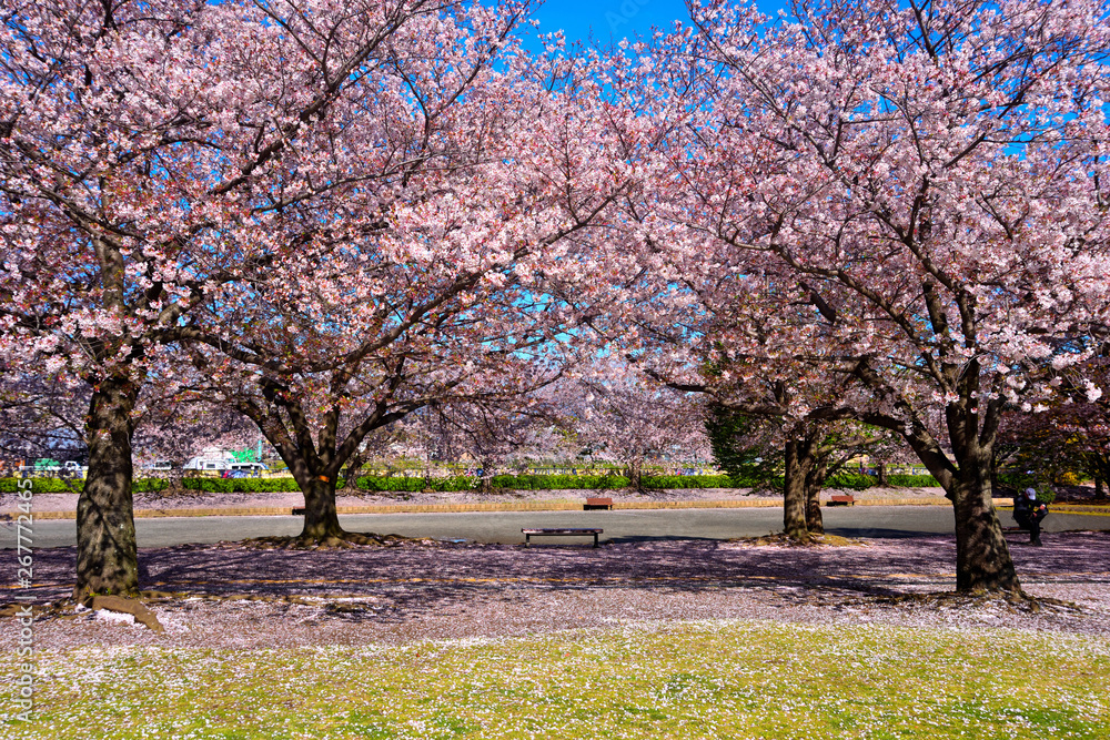 Naklejka premium 寒川中央公園のサクラ