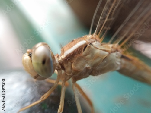 A picture of Dragonfly