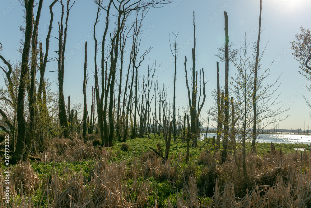 abgestorbene Bäume in einem Seen im Nationalpark Müritz