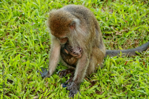 jungle monkeys sit and eat on Kembang Island Banjarmasin Indonesia Borneo Island