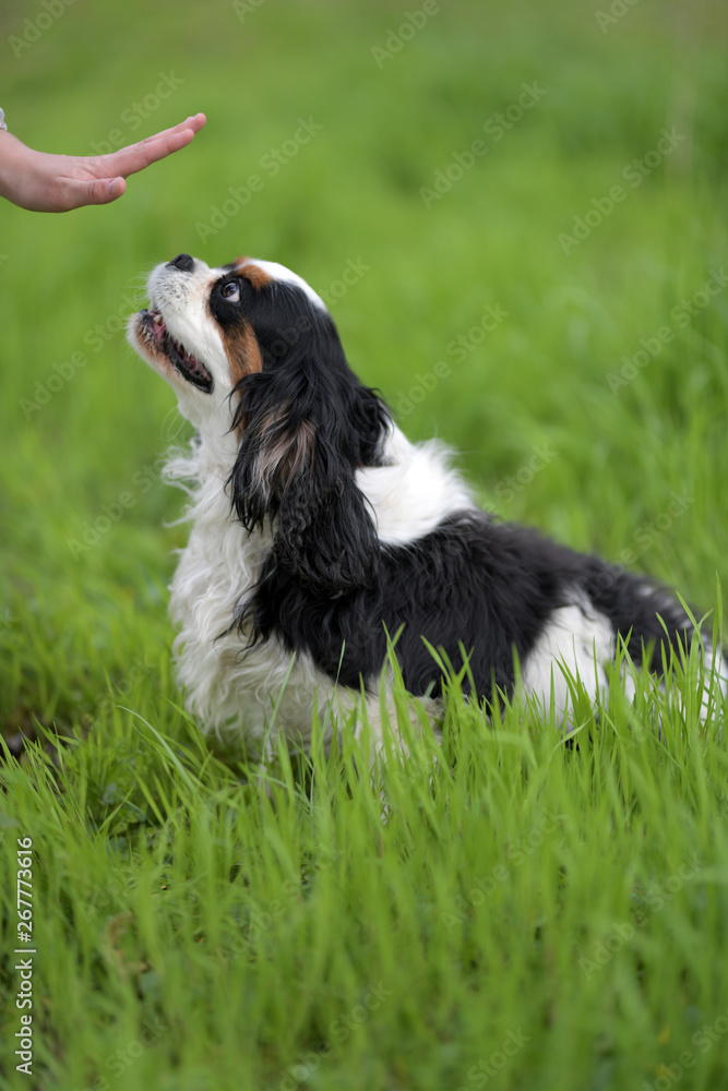 cavalier king charles spaniel dog cavalier king charles spaniel dog