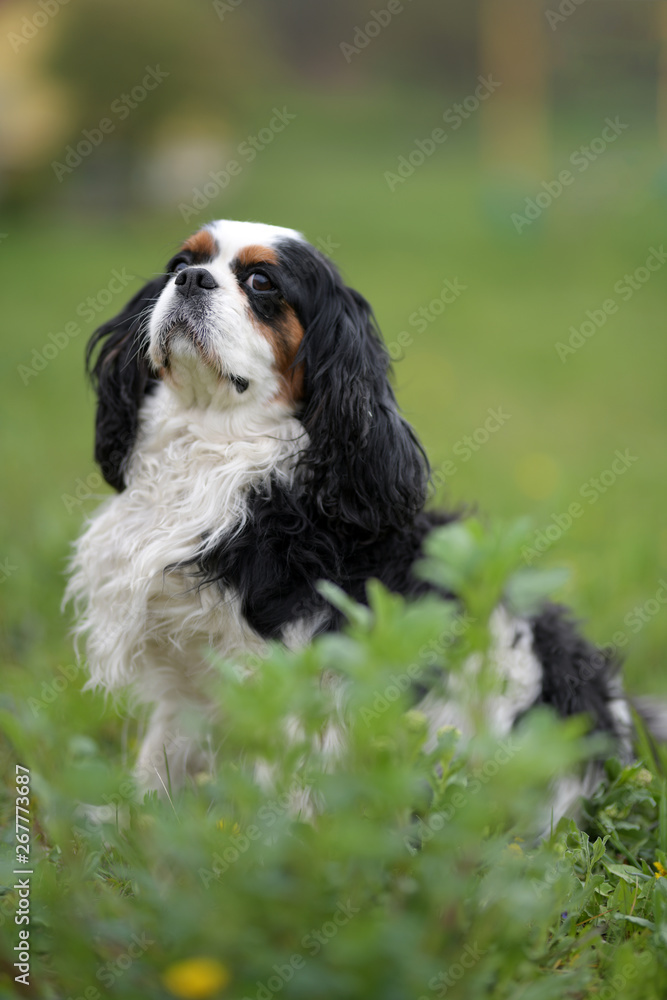 cavalier king charles spaniel dog cavalier king charles spaniel dog