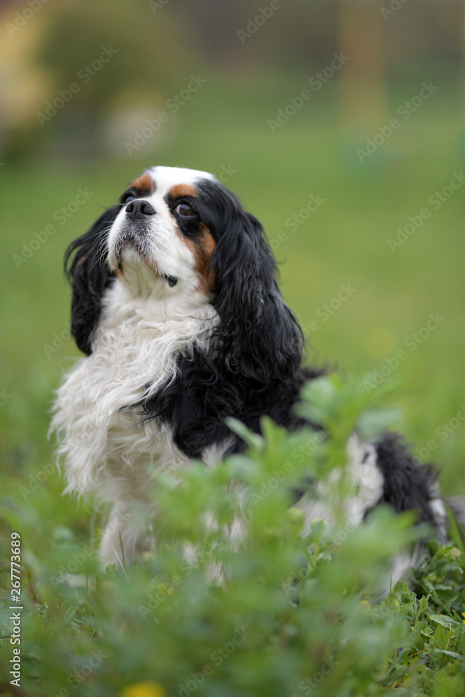 cavalier king charles spaniel dog