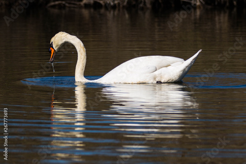 Cygnes