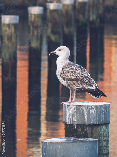 seagull on the pier