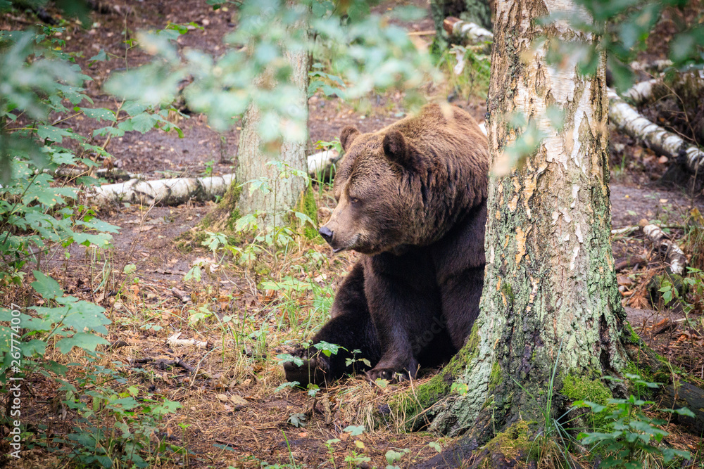 Obraz premium orso bruno