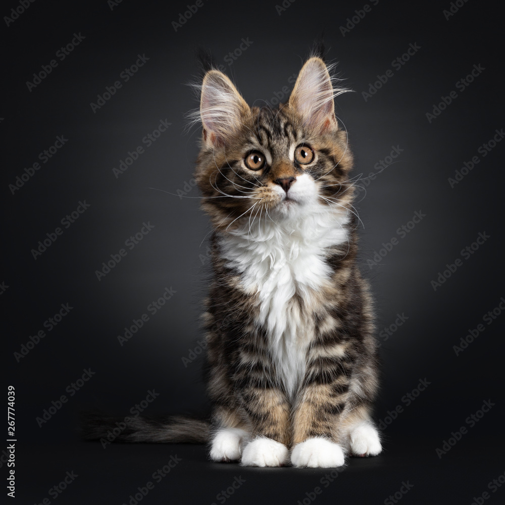 Cute black tabby with white Maine Coon cat kitten, sitting facing front. looking up with orange / brown eyes. Isolated on black background. Tail beside body.