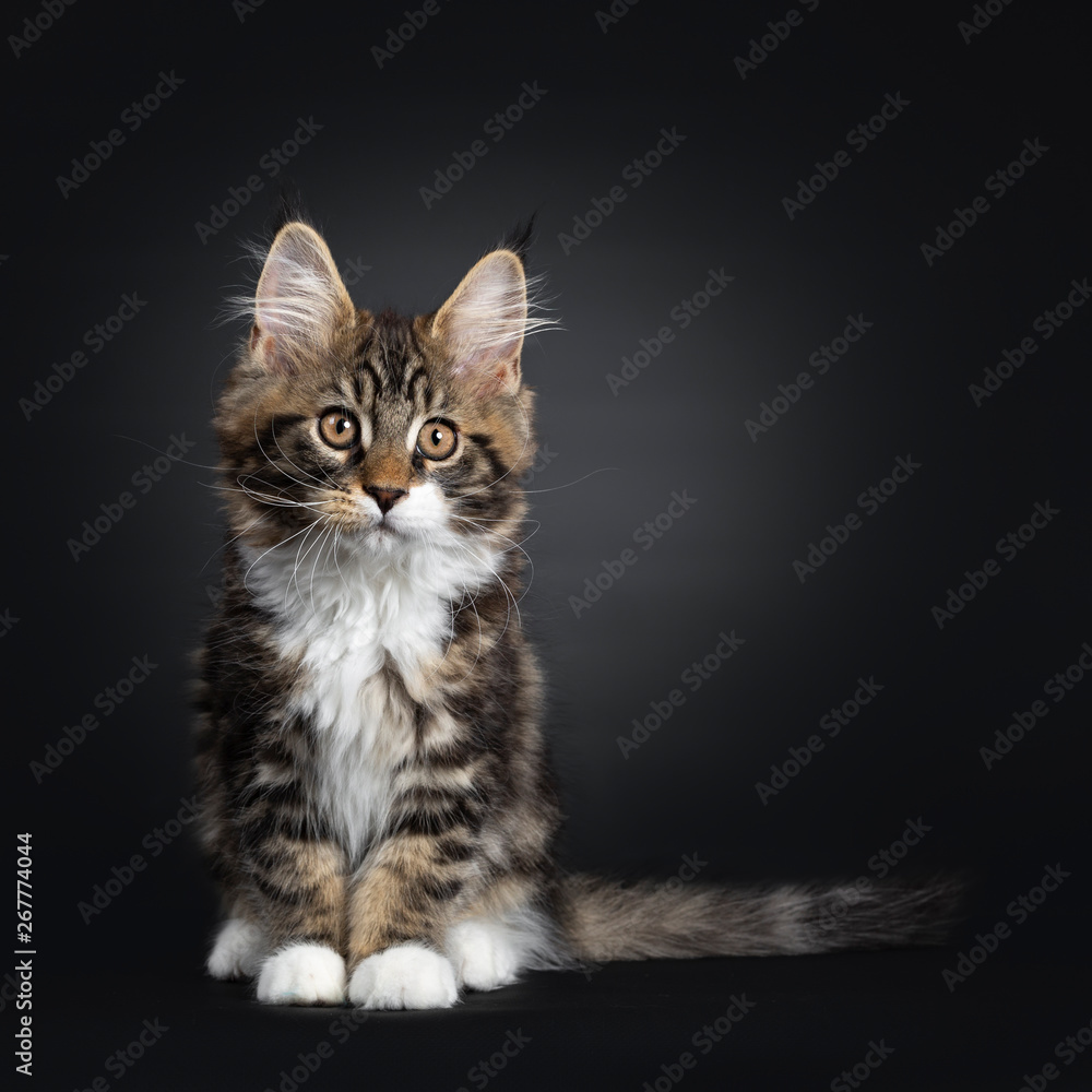 Cute black tabby with white Maine Coon cat kitten, sitting facing front. looking beside camera with orange / brown eyes. Isolated on black background. Tail beside body.