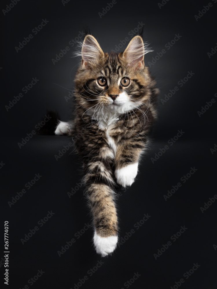 Cute black tabby with white Maine Coon cat kitten, laying down with paws hanging over edge. Looking at camera with orange / brown eyes. Isolated on black background.