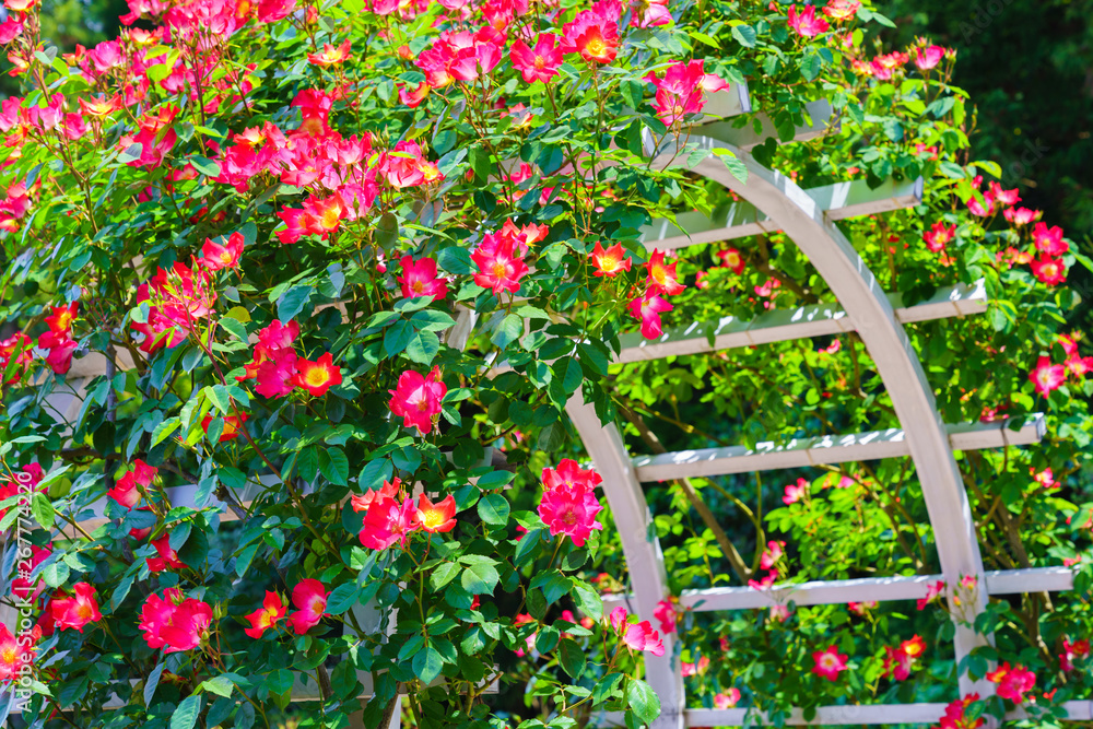 Fototapeta premium 薔薇