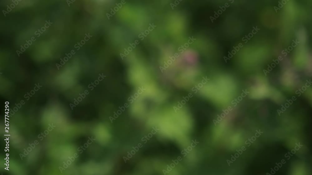 slow motion movement over Nettles, shallow focus. slow motion movement over Nettles, shallow focus.