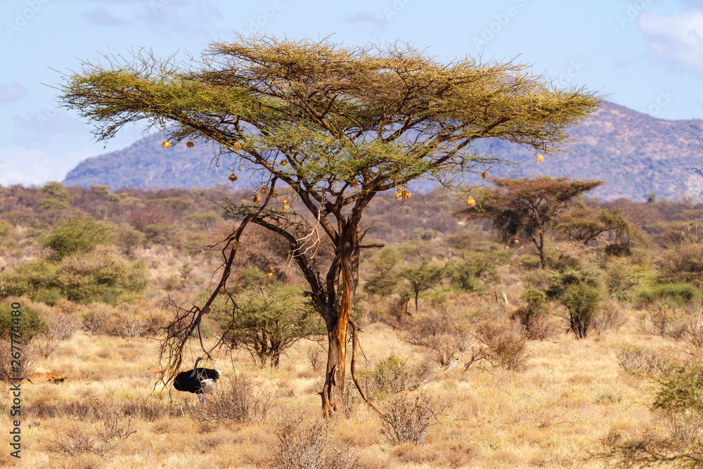 Fototapeta premium Male Somali ostrich (Struthio molybdophanes) in shade under large acacia tree with handing bird nests. Ol Pejeta Conservancy, Kenya, Africa