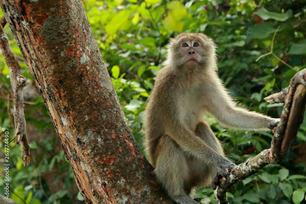 jungle monkeys sit and eat on Kembang Island Banjarmasin Indonesia Borneo Island jungle monkeys sit and eat on Kembang Island Banjarmasin Indonesia Borneo Island