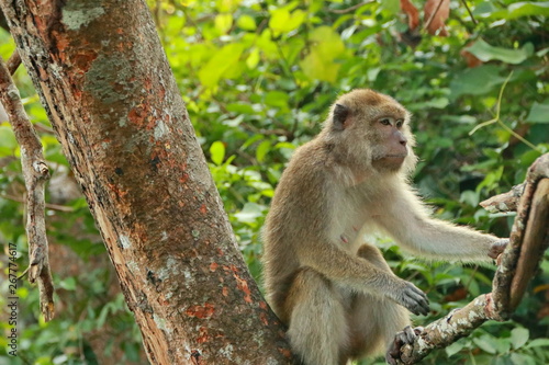 jungle monkeys sit and eat on Kembang Island Banjarmasin Indonesia Borneo Island © onyengradar