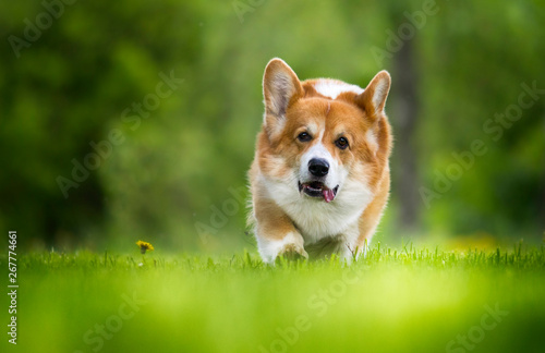 welsh corgi pembroke dog on green grass