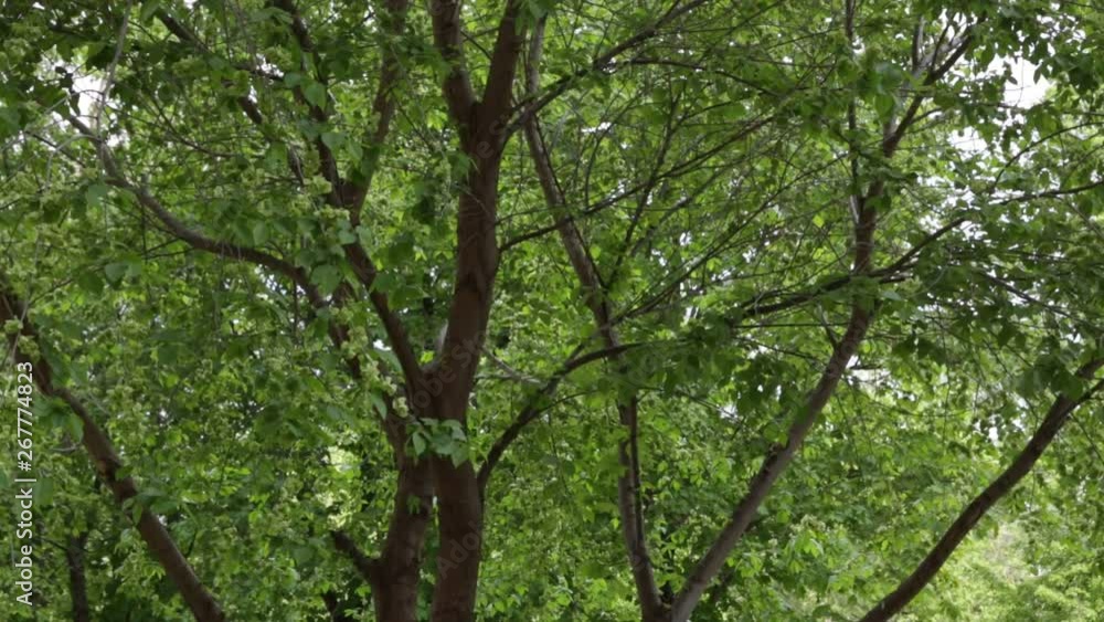 Green foliage of trees, branches swaying in the wind Green foliage of trees, branches swaying in the wind
