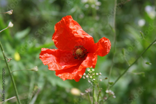 mohn