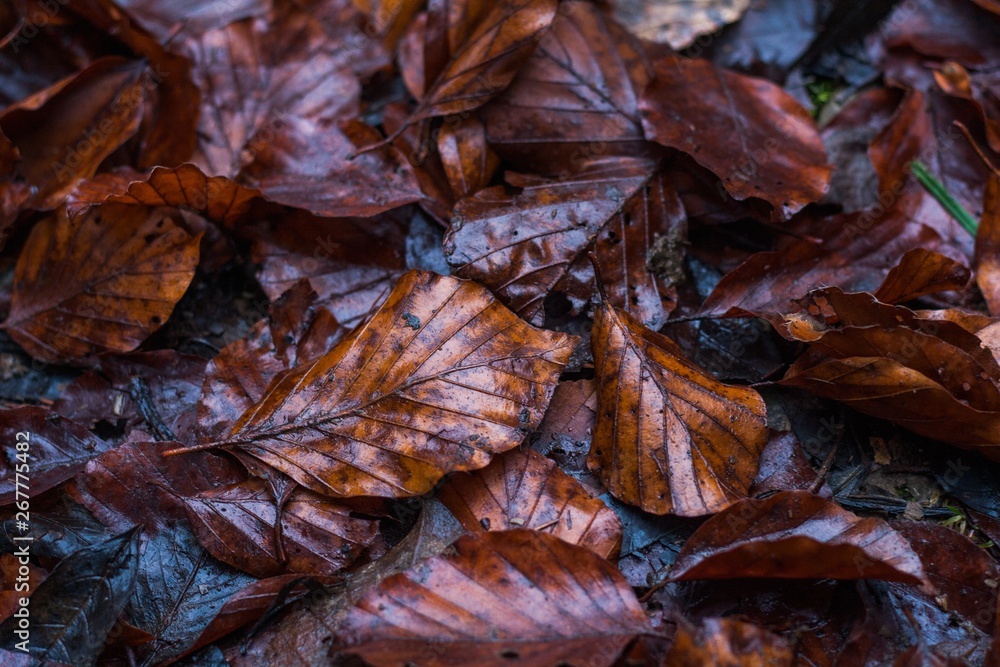 wet leafs. after rain. weather wet leafs. after rain. weather