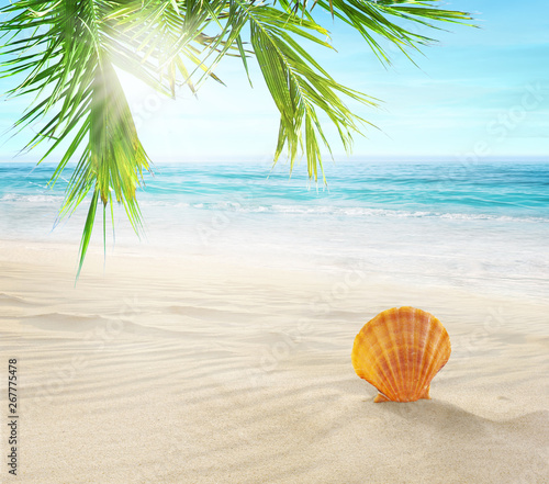 Seashell in the sand. Coconut palms on a tropical beach. 