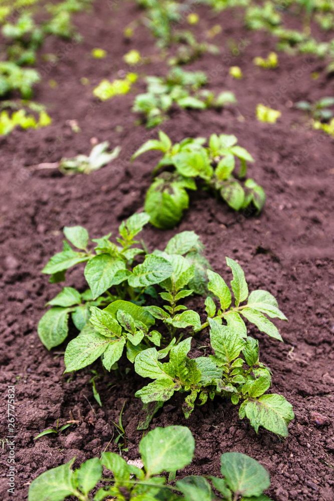 Healthy young potato plant in organic garden. Young potato plant growing on the soil. Potato bush in the garden. Healthy young potato plant in organic garden. Young potato plant growing on the soil. Potato bush in the garden.