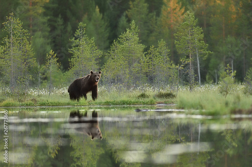 Brown bear in summer scenery with forest background