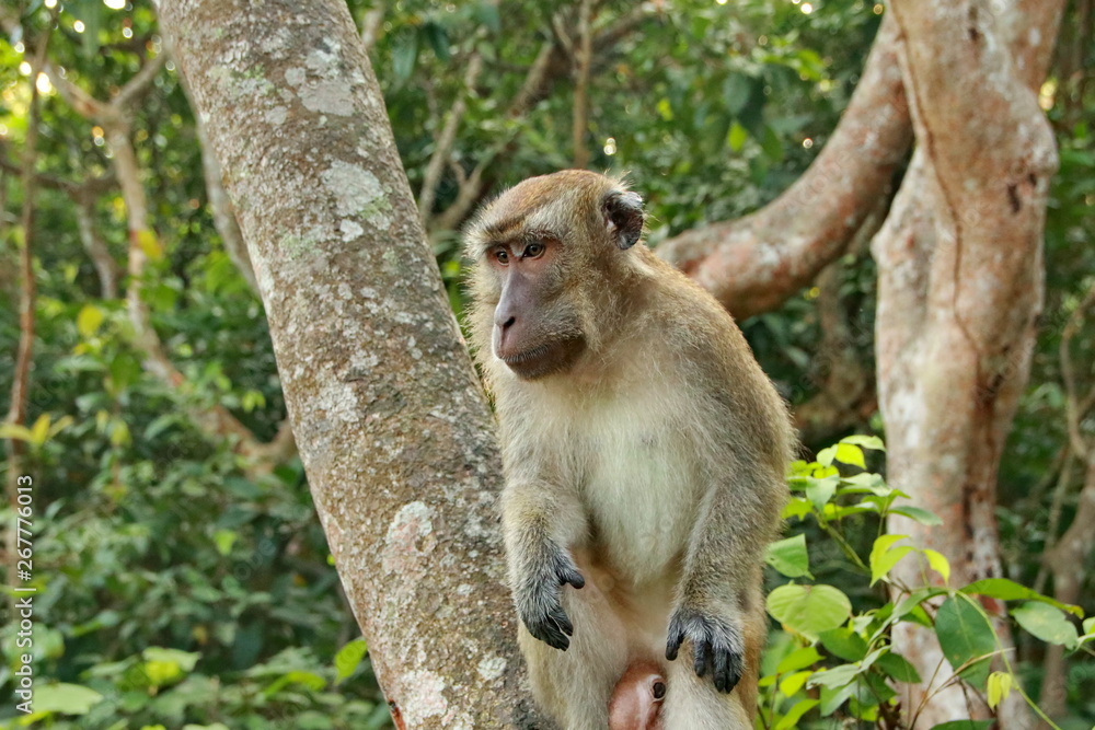 jungle monkeys sit and eat on Kembang Island Banjarmasin Indonesia Borneo Island jungle monkeys sit and eat on Kembang Island Banjarmasin Indonesia Borneo Island