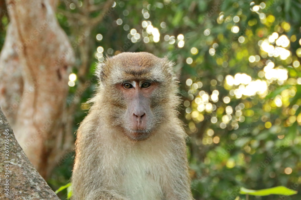 jungle monkeys sit and eat on Kembang Island Banjarmasin Indonesia Borneo Island jungle monkeys sit and eat on Kembang Island Banjarmasin Indonesia Borneo Island