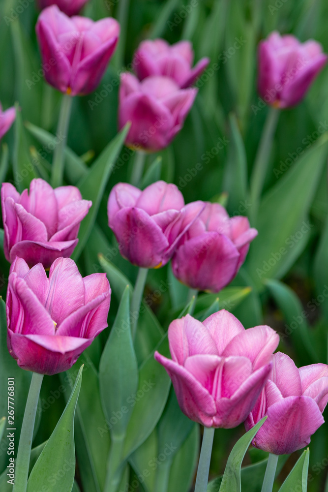 Pink tulips. Spring pink tulips blooming with green stalk in a garden field out of focus background. Concept image for seasons Spring and Summer, Nature, Valentine s and Mother s Day. Pink tulips. Spring pink tulips blooming with green stalk in a garden field out of focus background. Concept image for seasons Spring and Summer, Nature, Valentine s and Mother s Day.