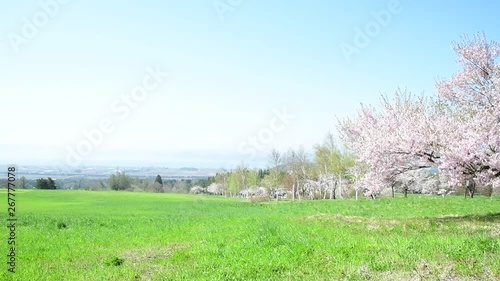 cherry blosssoms and blue sky in Japan photo