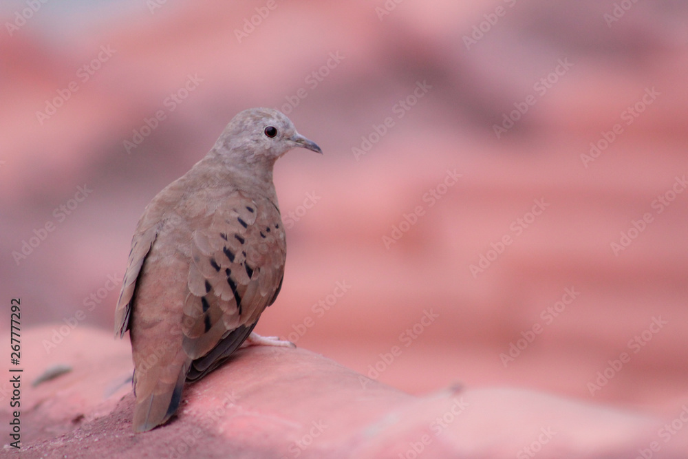 Columbina talpacoti is a small tropical dove of the New World. It is typical of Mexico to the south, predominantly in countries like Peru, Brazil and Paraguay, and in the north Argentina, and Trinidad Columbina talpacoti is a small tropical dove of the New World. It is typical of Mexico to the south, predominantly in countries like Peru, Brazil and Paraguay, and in the north Argentina, and Trinidad