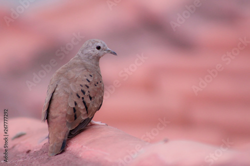 Columbina talpacoti is a small tropical dove of the New World. It is typical of Mexico to the south, predominantly in countries like Peru, Brazil and Paraguay, and in the north Argentina, and Trinidad