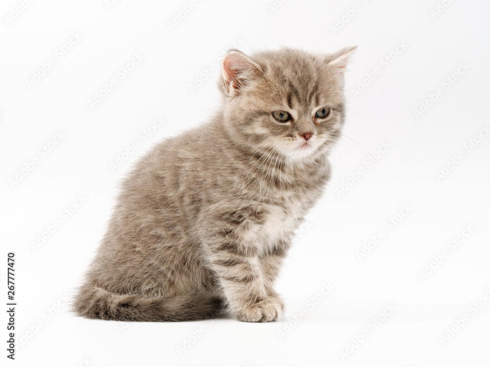 Obraz premium little funny kittens on a white background
