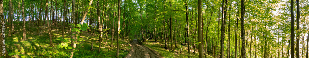 Panorama of Forest