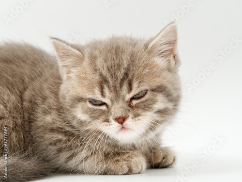 little funny kittens on a white background