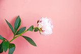 One big beautiful pink flower peony on a pink background. Copy space, bokeh effect. Background with a flower of pink color for congratulations on the day of lovers, weddings, mother's day. Copy space