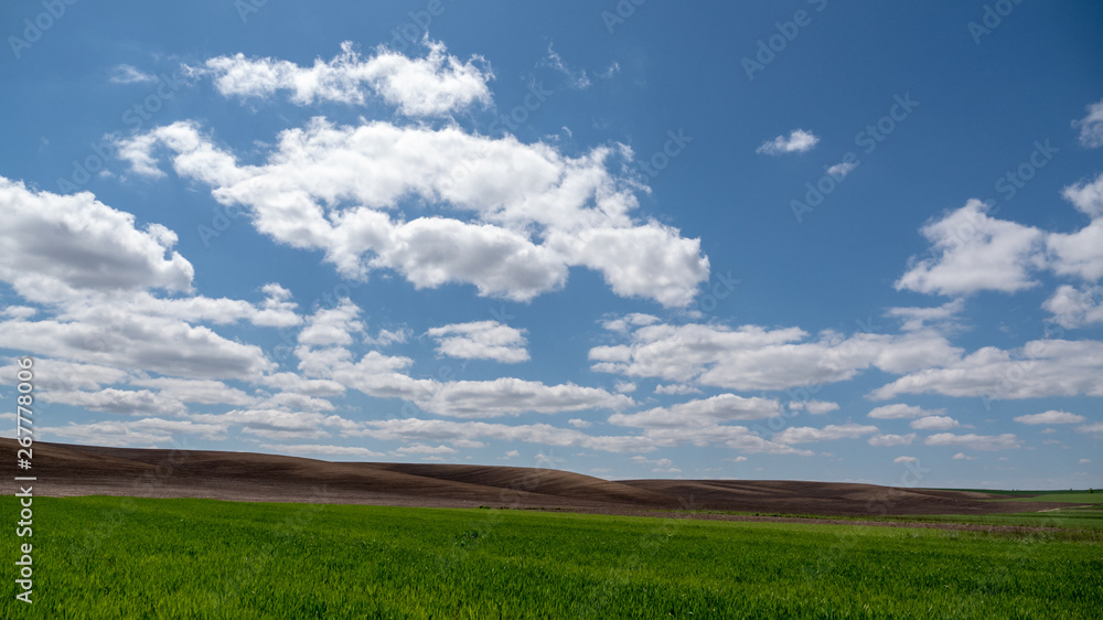 The green and undeveloped field of black earth is planted The green and undeveloped field of black earth is planted