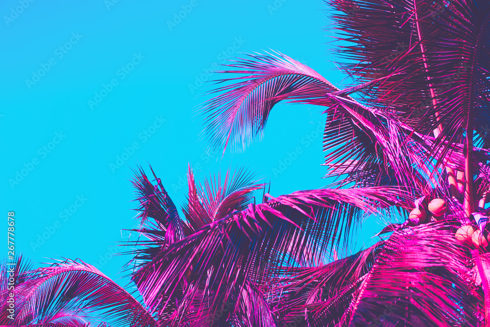 Fototapeta premium Copy space pink tropical palm tree on sky abstract background. Summer vacation and nature travel adventure concept.