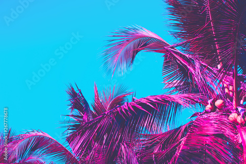 Copy space pink tropical palm tree on sky abstract background. Summer vacation and nature travel adventure concept. © tonktiti