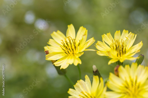Outdoor spring, yellow and white small chrysanthemums close-up，Ixeridium dentatum (Thunb.) Tzvel. photo