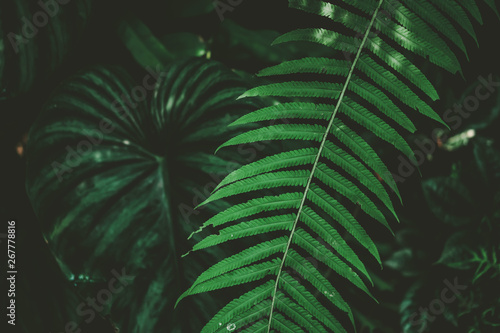 Tropical nature green leaf texture abstract background.