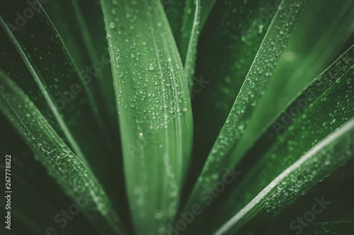 Fototapeta samoprzylepna zroszone, zielone liście