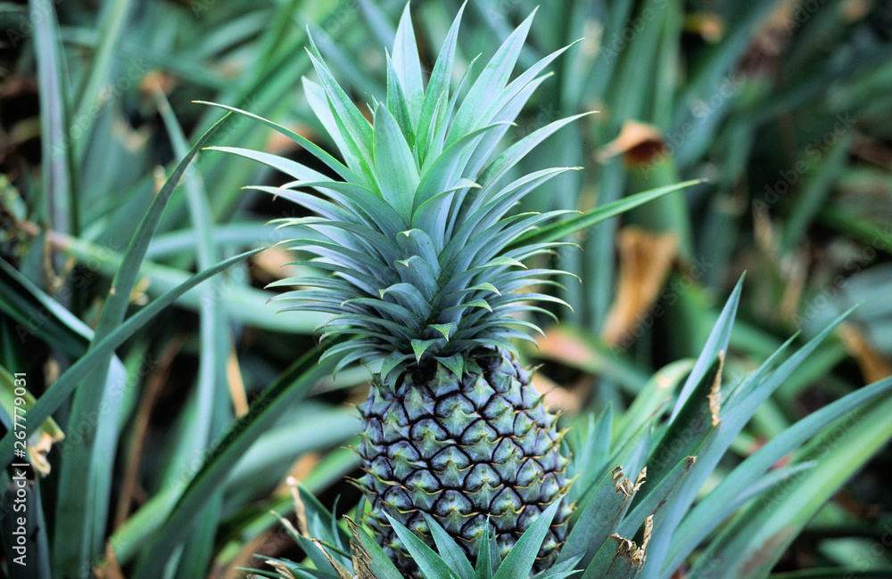 ananas,tropisch