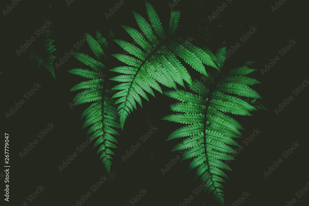 Tropical nature green leaf texture abstract background. Tropical nature green leaf texture abstract background.