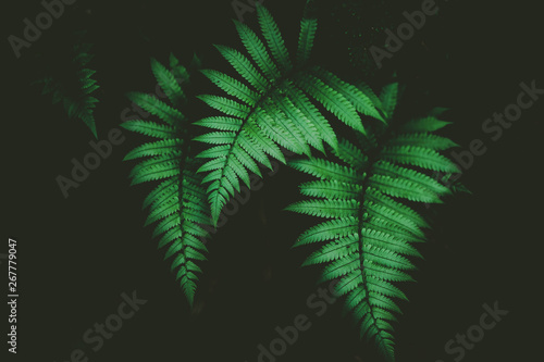 Tropical nature green leaf texture abstract background.