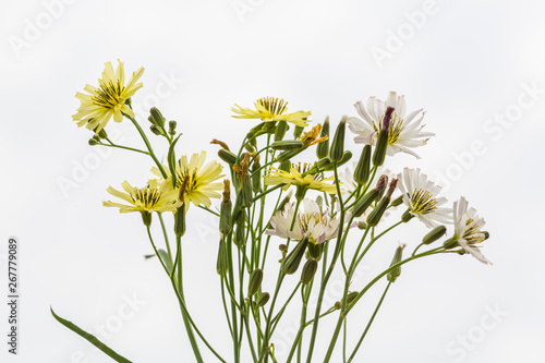 Outdoor spring, yellow and white small chrysanthemums close-up，Ixeridium dentatum (Thunb.) Tzvel. photo