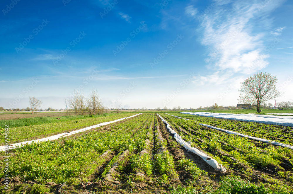 Obraz premium Improper care of the crop. Growing vegetables. Weeds and grass in plantations. Young carrot grow in weeds. Bad farmer. Agriculture. Farming. Selective focus