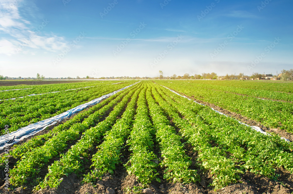 Potato plantations are grow on the field on a sunny day. Growing organic vegetables in the field. Vegetable rows. Agriculture. Farming. Selective focus